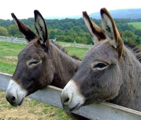 donkey masturbates|Understanding Donkey Behavior: Affection, Body Language, etc.